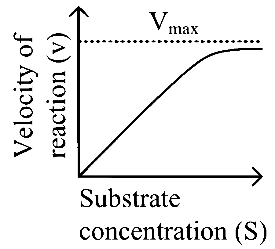 NEET 2024 (Re-Examination) Biology - Biomolecules Question 14 English Option 1
