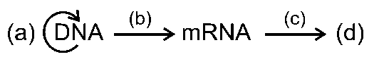 NEET 2021 Biology - Molecular Basis of Inheritance Question 64 English