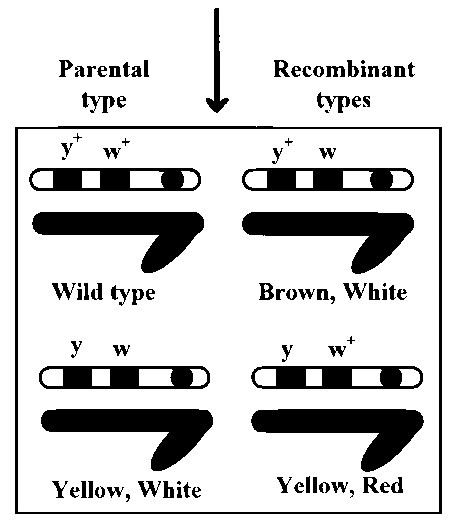 MHT CET (PCB) 2024 22th April Evening Shift Biology - Principles of Inheritance and Variation Question 12 English 3