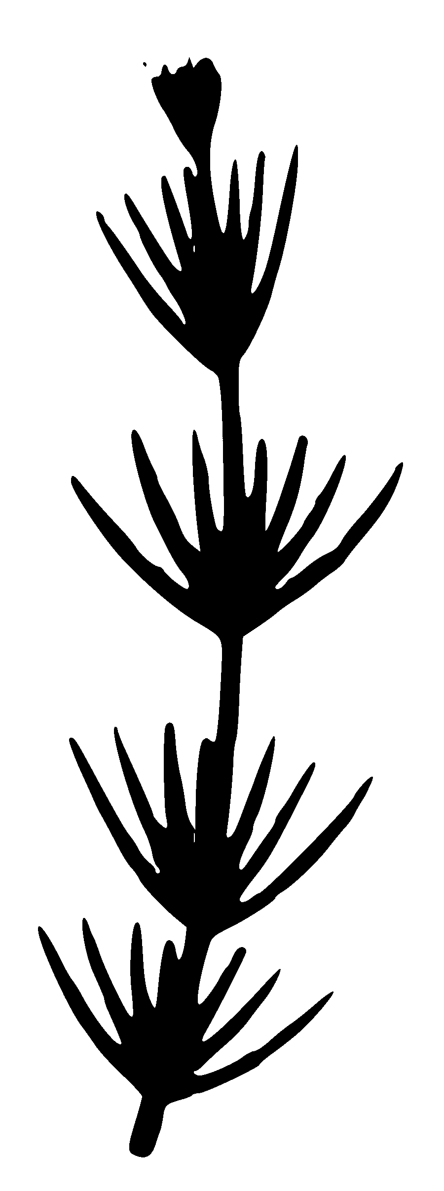 NEET 2022 Phase 2 Biology - Plant Kingdom Question 18 English