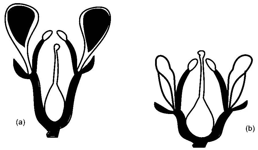 NEET 2024 Biology - Morphology of Flowering Plants Question 13 English