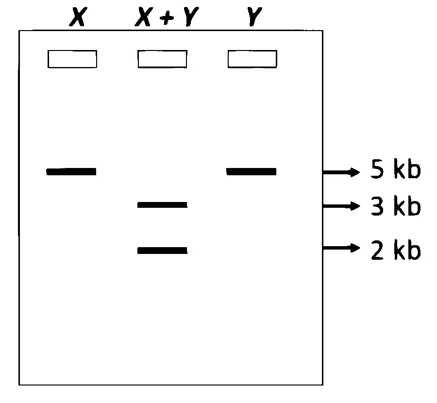 IAT (IISER) 2025 Biology - Biotechnology: Principles and Processes Question 2 English