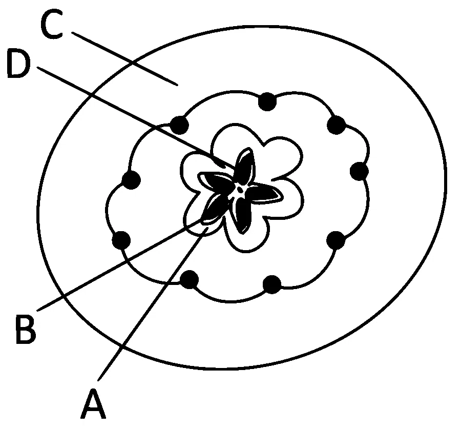 NEET 2022 Phase 1 Biology - Morphology of Flowering Plants Question 28 English