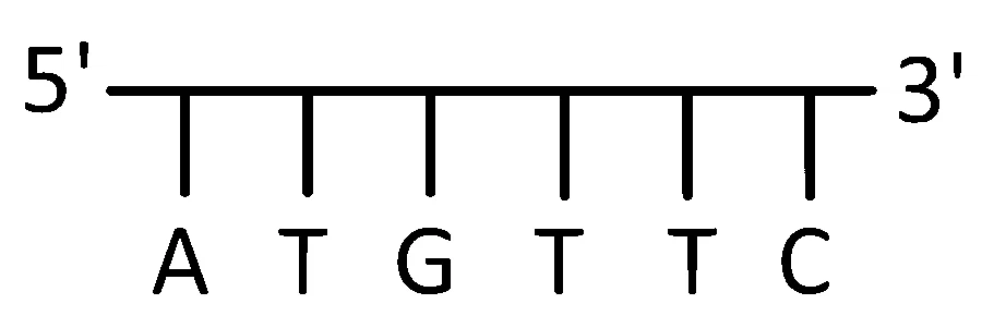 MHT CET (PCB) 2025 9th April Morning Shift Biology - Molecular Basis of Inheritance Question 1 English Option 1