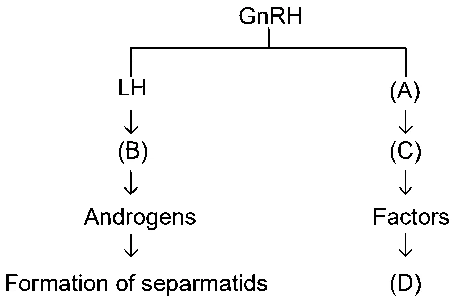 NEET 2024 Biology - Human Reproduction Question 18 English