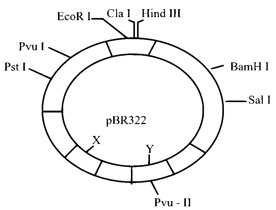NEET 2024 Biology - Biotechnology and It's Applications Question 6 English
