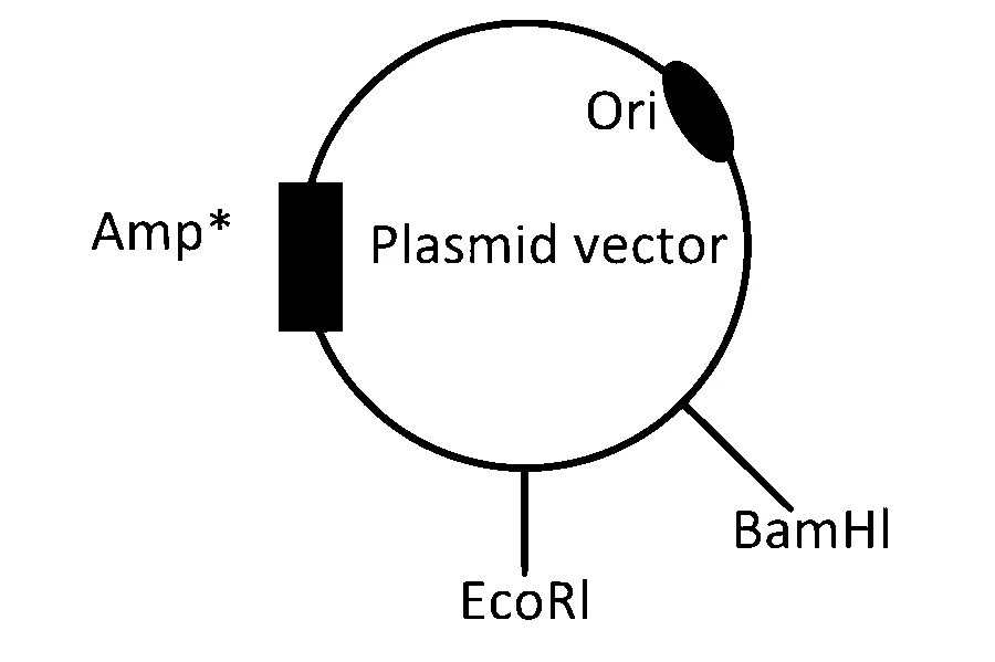IAT (IISER) 2024 Biology - Biotechnology: Principles and Processes Question 5 English Option 1
