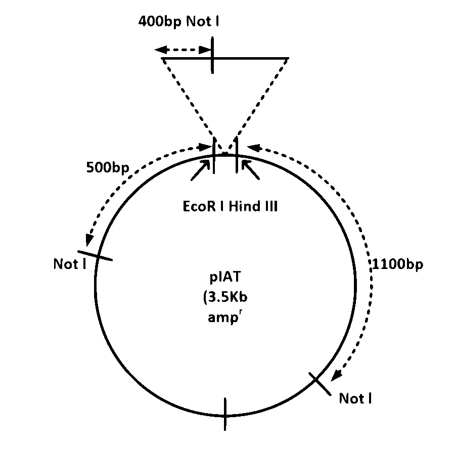 IAT (IISER) 2023 Biology - Biotechnology: Principles and Processes Question 4 English