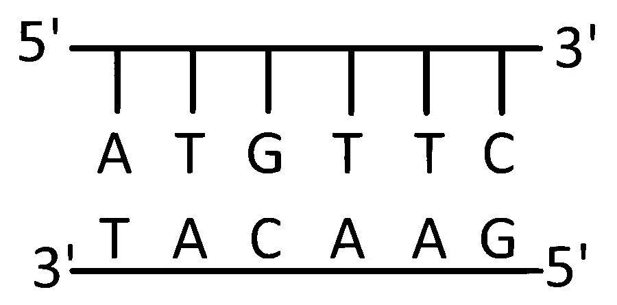 MHT CET (PCB) 2025 9th April Morning Shift Biology - Molecular Basis of Inheritance Question 1 English