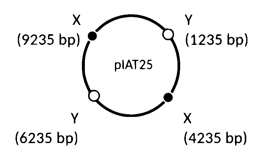 IAT (IISER) 2025 Biology - Biotechnology: Principles and Processes Question 2 English Option 1