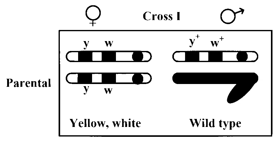 MHT CET (PCB) 2024 22th April Evening Shift Biology - Principles of Inheritance and Variation Question 12 English 1