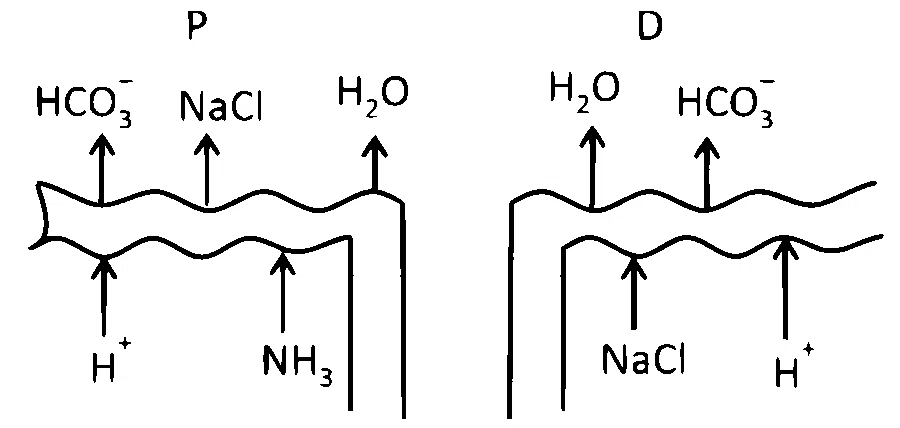 NEET 2025 Biology - Excretory Products and Their Elimination Question 4 English Option 1