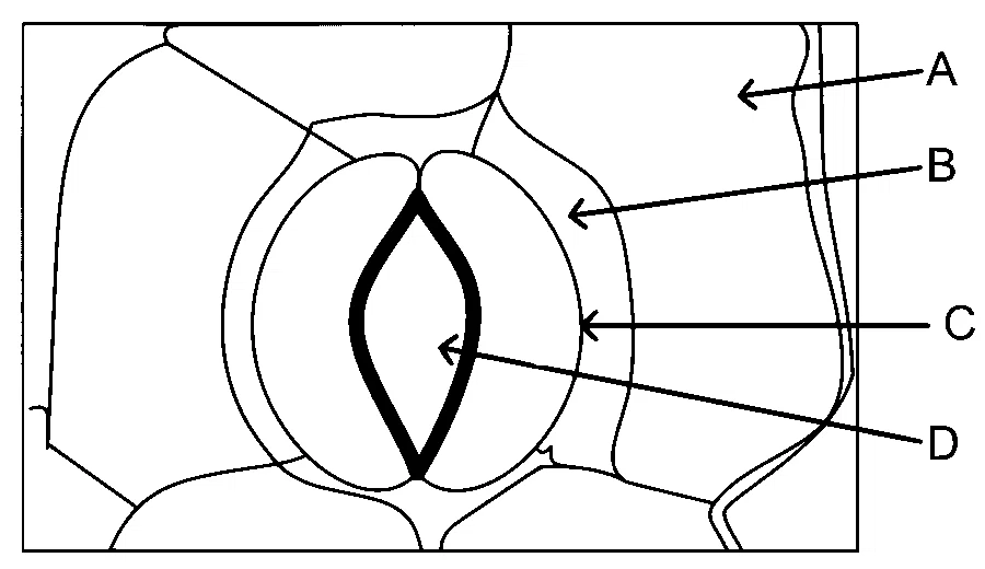 NEET 2024 Biology - Anatomy of Flowering Plants Question 8 English