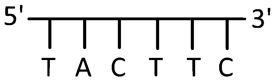MHT CET (PCB) 2025 9th April Morning Shift Biology - Molecular Basis of Inheritance Question 1 English Option 3