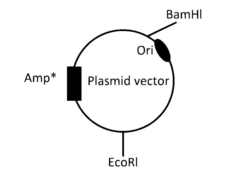 IAT (IISER) 2024 Biology - Biotechnology: Principles and Processes Question 5 English Option 2