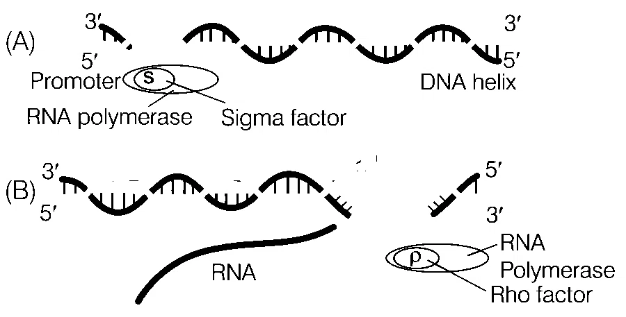 AIIMS 2019 Biology - Molecular Basis of Inheritance Question 4 English 1