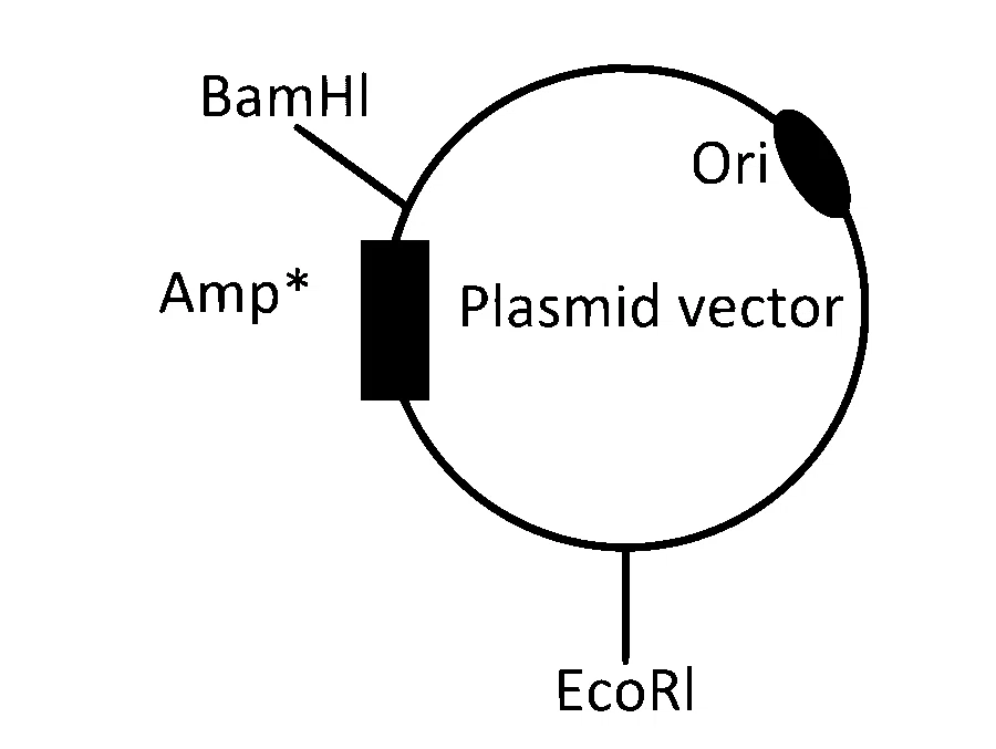 IAT (IISER) 2024 Biology - Biotechnology: Principles and Processes Question 5 English Option 3