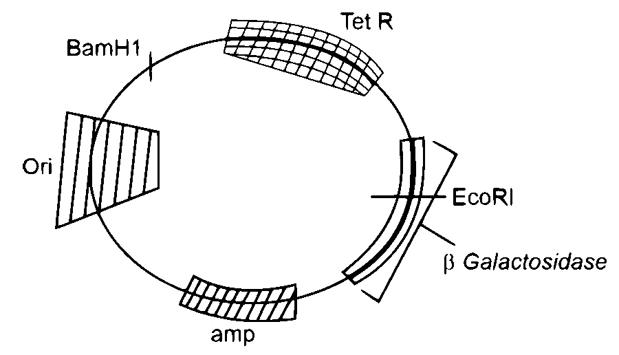 NEET 2025 Biology - Biotechnology: Principles and Processes Question 12 English