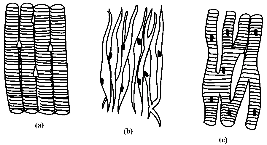 NEET 2024 Biology - Locomotion and Movement Question 10 English