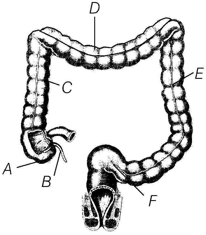 AIIMS 2018 Biology - Digestion and Absorption Question 1 English