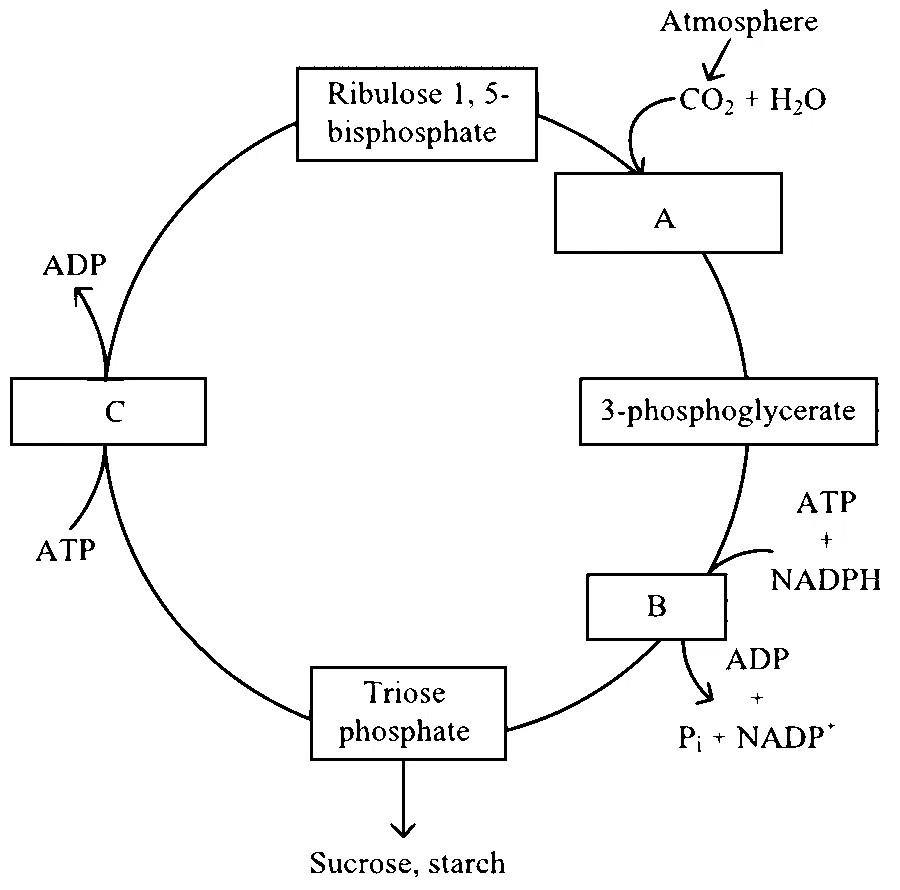NEET 2024 (Re-Examination) Biology - Photosynthesis in Higher Plants Question 11 English