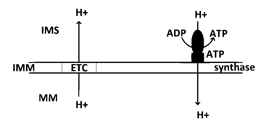 IAT (IISER) 2022 Biology - Respiration in Plants Question 2 English Option 2