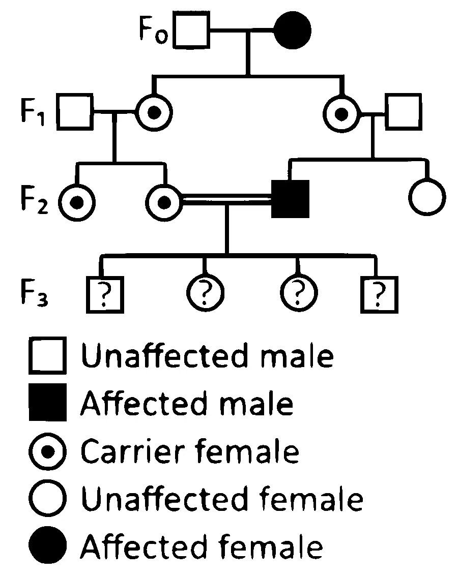 NEET 2025 Biology - Principles of Inheritance and Variation Question 10 English