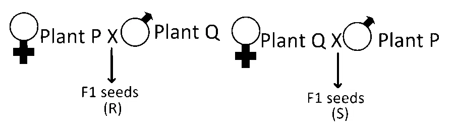 IAT (IISER) 2024 Biology - Sexual Reproduction in Flowering Plants Question 3 English