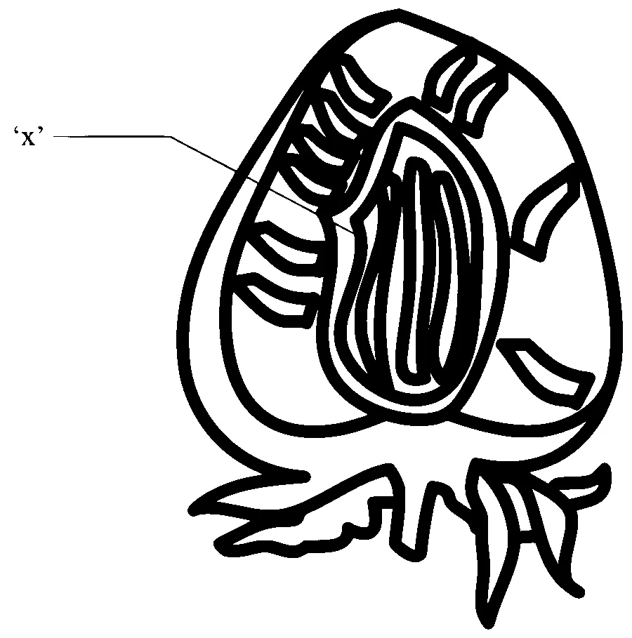 NEET 2024 (Re-Examination) Biology - Sexual Reproduction in Flowering Plants Question 14 English