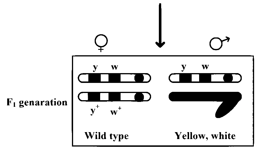MHT CET (PCB) 2024 22th April Evening Shift Biology - Principles of Inheritance and Variation Question 12 English 2