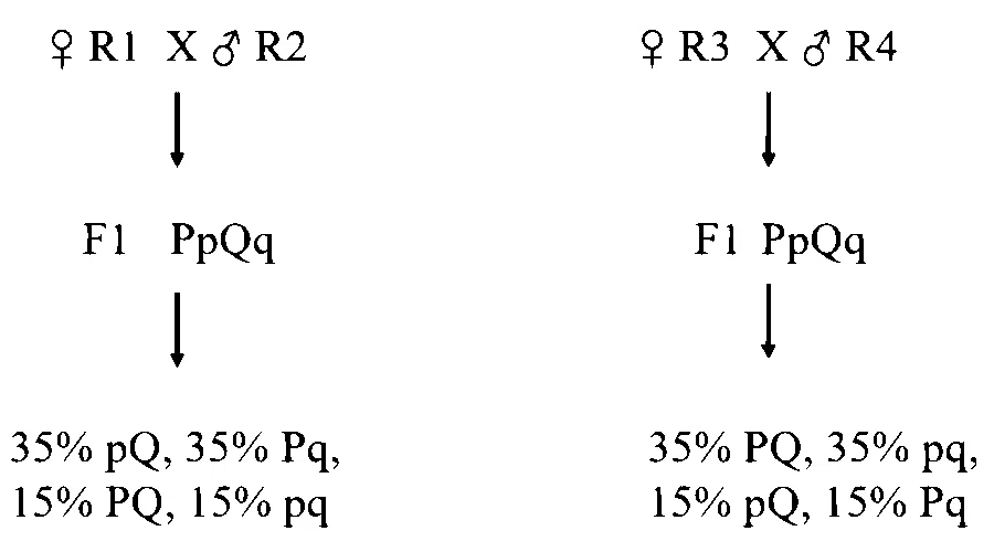 IAT (IISER) 2025 Biology - Principles of Inheritance and Variation Question 3 English