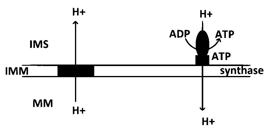 IAT (IISER) 2022 Biology - Respiration in Plants Question 2 English Option 3