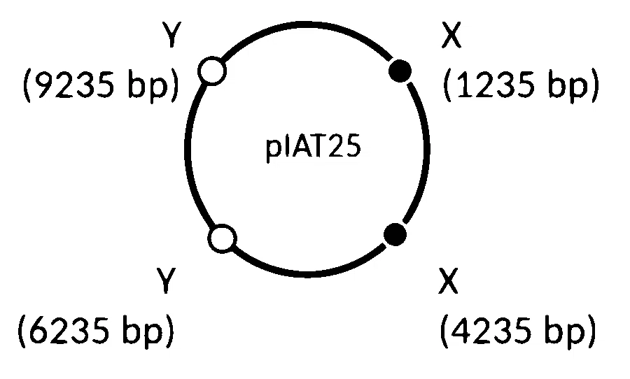 IAT (IISER) 2025 Biology - Biotechnology: Principles and Processes Question 2 English Option 4