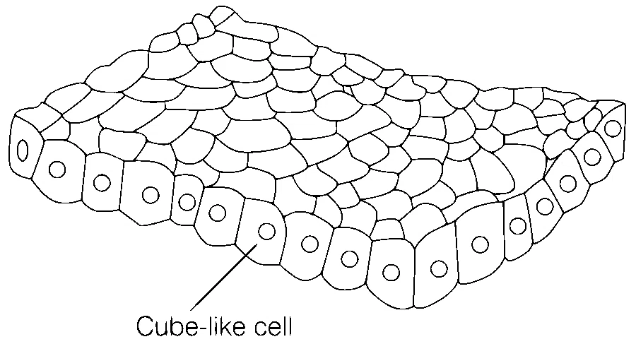 AIIMS 2019 Biology - Structural Organisation in Animals Question 1 English