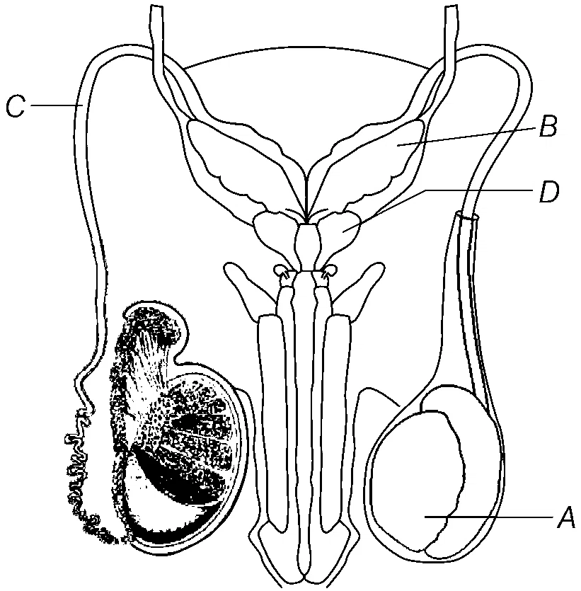 AIIMS 2019 Biology - Human Reproduction Question 2 English