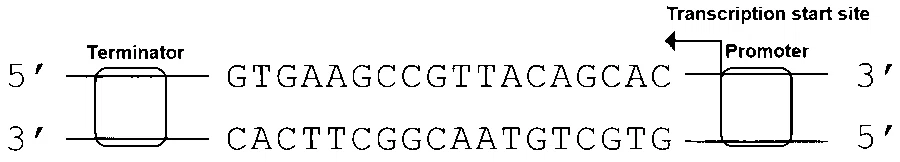 IAT (IISER) 2026 Biology - Molecular Basis of Inheritance Question 1 English