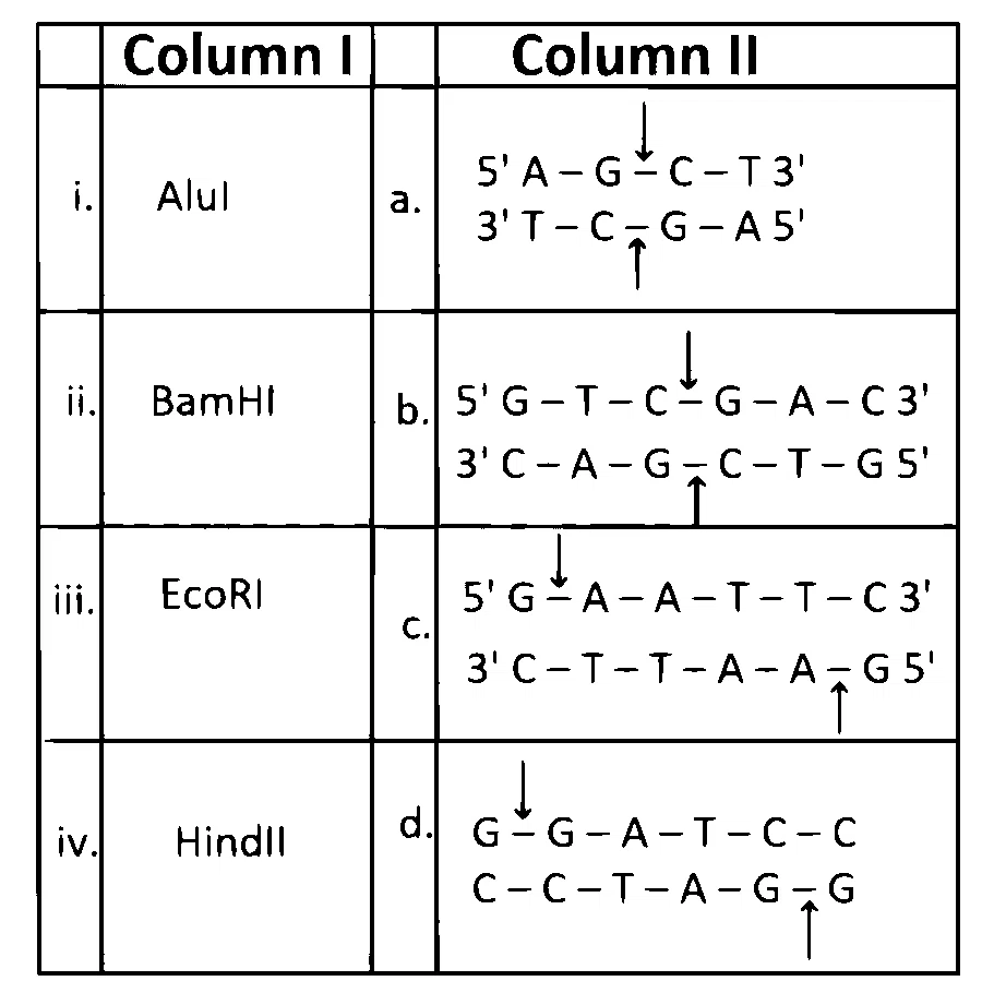 MHT CET (PCB) 2024 22th April Evening Shift Biology - Biotechnology: Principles and Processes Question 9 English