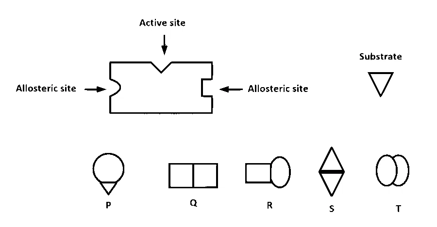 IAT (IISER) 2023 Biology - Biomolecules Question 3 English