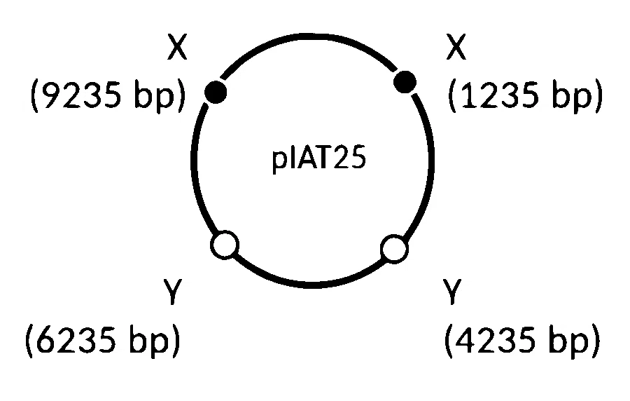 IAT (IISER) 2025 Biology - Biotechnology: Principles and Processes Question 2 English Option 3